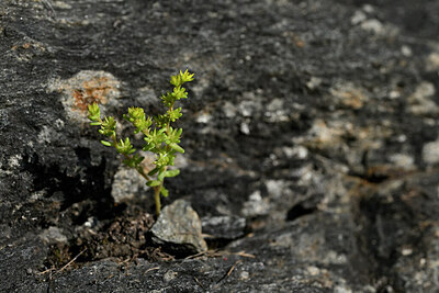 BUITEN BEELD Foto: 447446