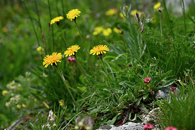 BUITEN BEELD Foto: 447452