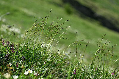 BUITEN BEELD Foto: 447455