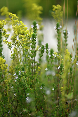 BUITEN BEELD Foto: 447457