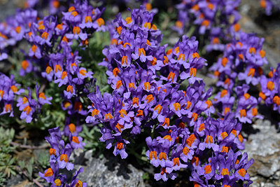 BUITEN BEELD Foto: 447458