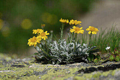 BUITEN BEELD Foto: 447459