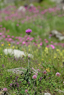 BUITEN BEELD Foto: 447461