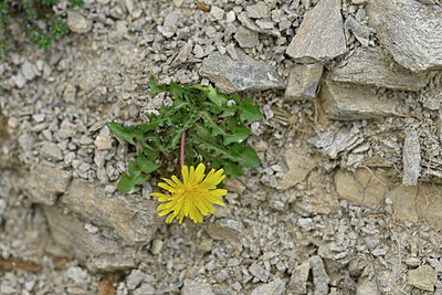 BUITEN BEELD Foto: 447464