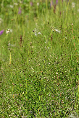 BUITEN BEELD Foto: 447465