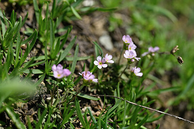 BUITEN BEELD Foto: 447468