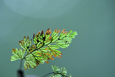 BUITEN BEELD Foto: 447474