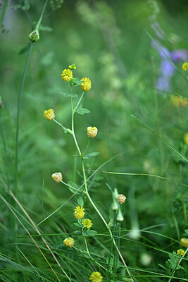 BUITEN BEELD Foto: 447475