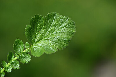 BUITEN BEELD Foto: 447477