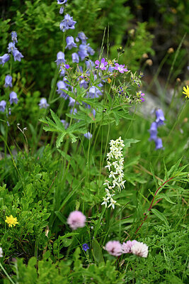 BUITEN BEELD Foto: 447484