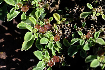 BUITEN BEELD Foto: 447485