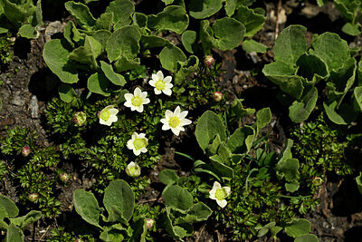 BUITEN BEELD Foto: 447487