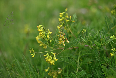BUITEN BEELD Foto: 447488