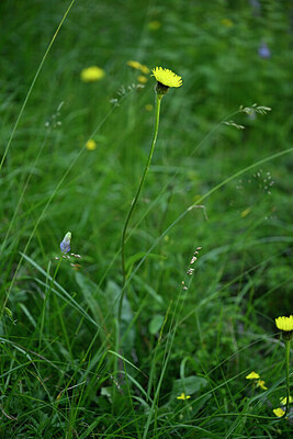 BUITEN BEELD Foto: 447492