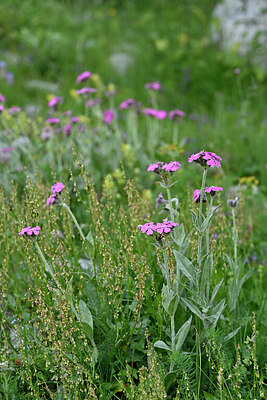 BUITEN BEELD Foto: 447494