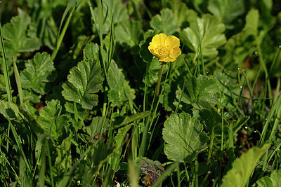 BUITEN BEELD Foto: 447505