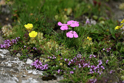 BUITEN BEELD Foto: 447507