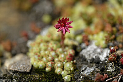BUITEN BEELD Foto: 447509