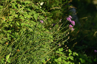 BUITEN BEELD Foto: 447512