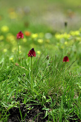 BUITEN BEELD Foto: 447515