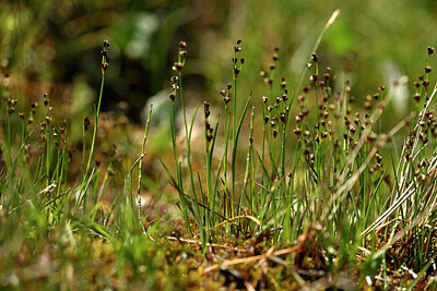 BUITEN BEELD Foto: 447518