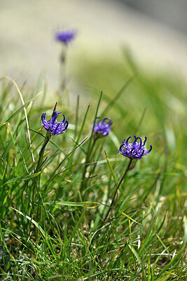 BUITEN BEELD Foto: 447523