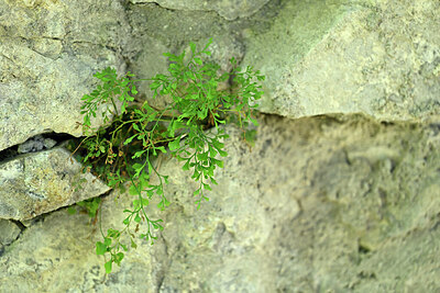 BUITEN BEELD Foto: 447526