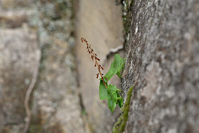 BUITEN BEELD Foto: 447527