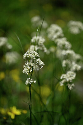 BUITEN BEELD Foto: 447531