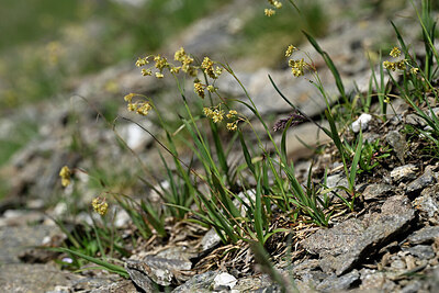 BUITEN BEELD Foto: 447536