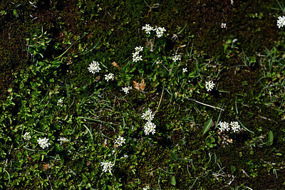 BUITEN BEELD Foto: 447545
