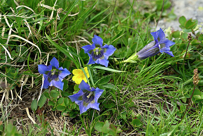 BUITEN BEELD Foto: 447546