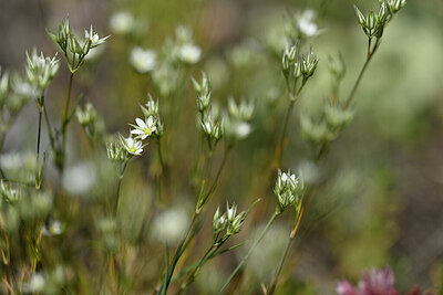 BUITEN BEELD Foto: 447549