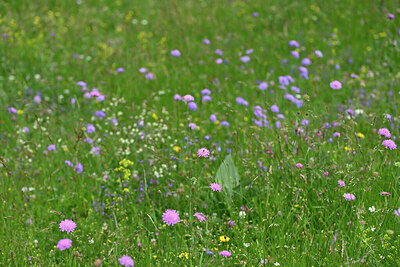 BUITEN BEELD Foto: 447559