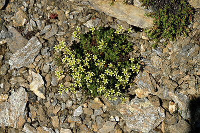 BUITEN BEELD Foto: 447560