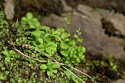 BUITEN BEELD Foto: 447562