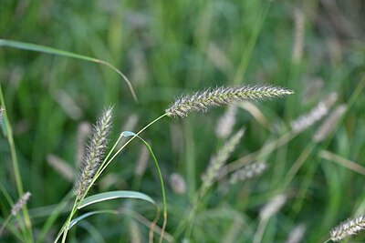 BUITEN BEELD Foto: 447566