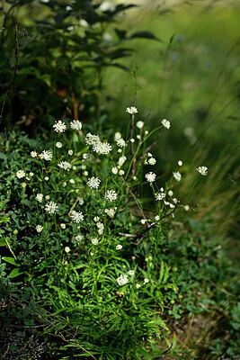 BUITEN BEELD Foto: 447568