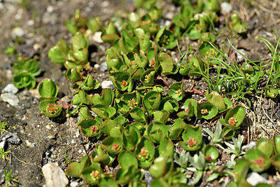 BUITEN BEELD Foto: 447571