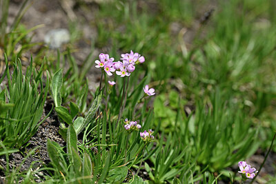 BUITEN BEELD Foto: 447572