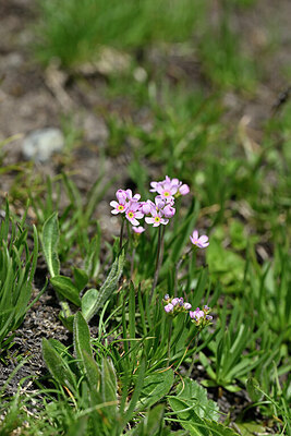 BUITEN BEELD Foto: 447574