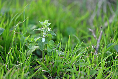 BUITEN BEELD Foto: 447577