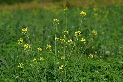 BUITEN BEELD Foto: 447579