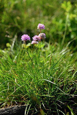 BUITEN BEELD Foto: 447580