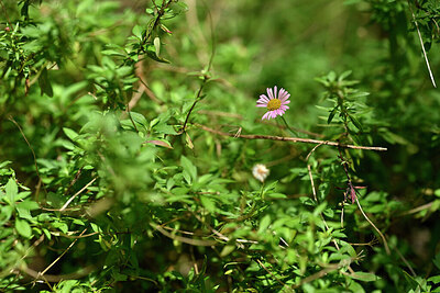 BUITEN BEELD Foto: 447581