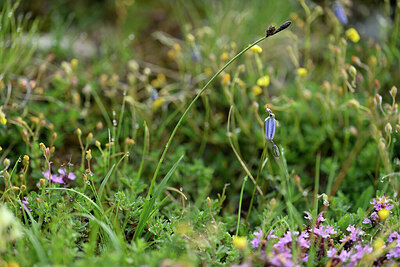 BUITEN BEELD Foto: 447582