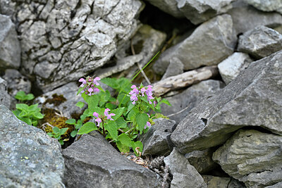 BUITEN BEELD Foto: 447583