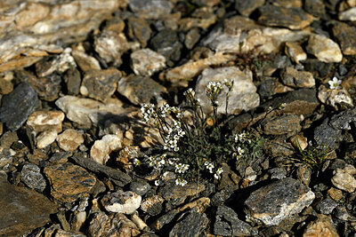BUITEN BEELD Foto: 447595