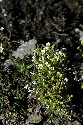 BUITEN BEELD Foto: 447596