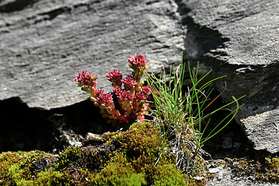 BUITEN BEELD Foto: 447598
